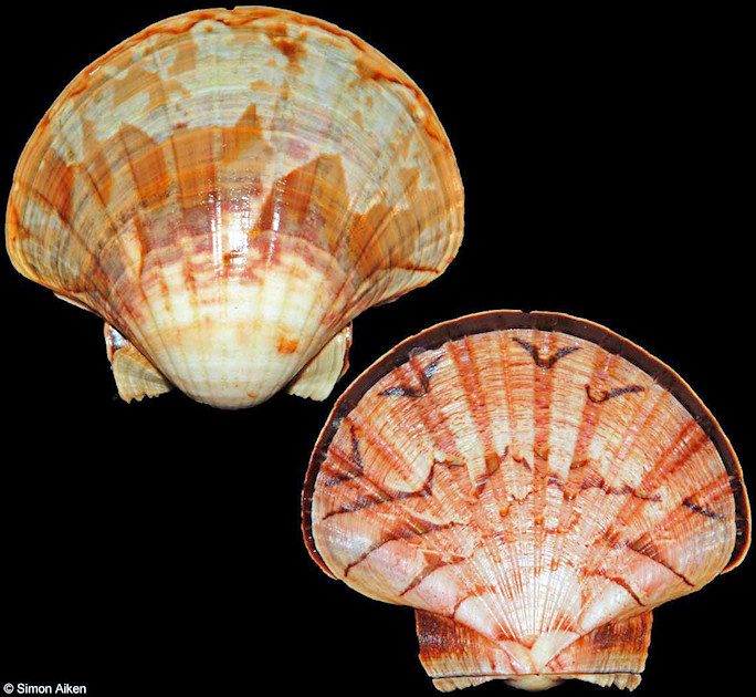 Pecten afribenedictus Kilburn and Dijkstra, 1995