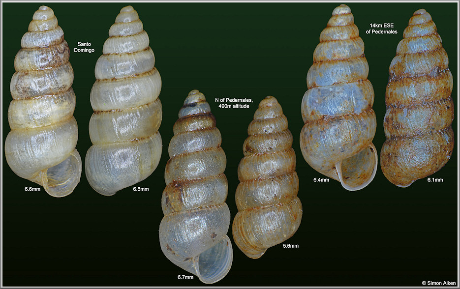 Beckianum beckianum (L. Pfeiffer, 1846)