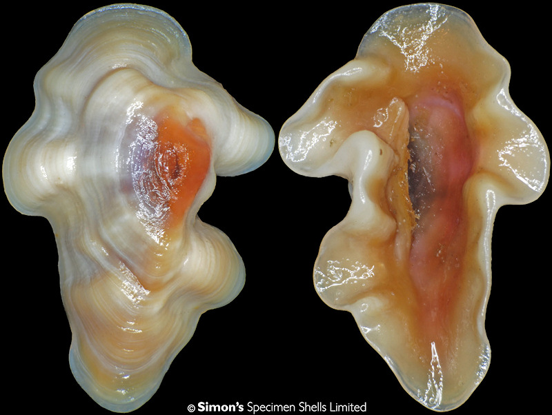 Pedicularia tibia Simone, 2005