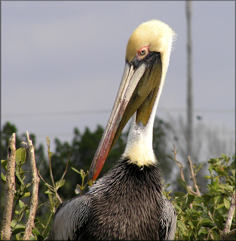 Pelecanus occidentalis Brown Pelican