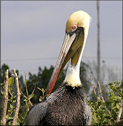 Pelecanus occidentalis Brown Pelican