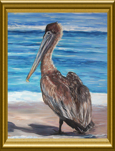 Pelecanus occidentalis Brown Pelican