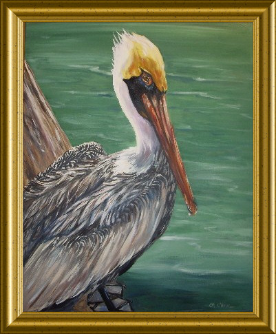 Pelecanus occidentalis Brown Pelican