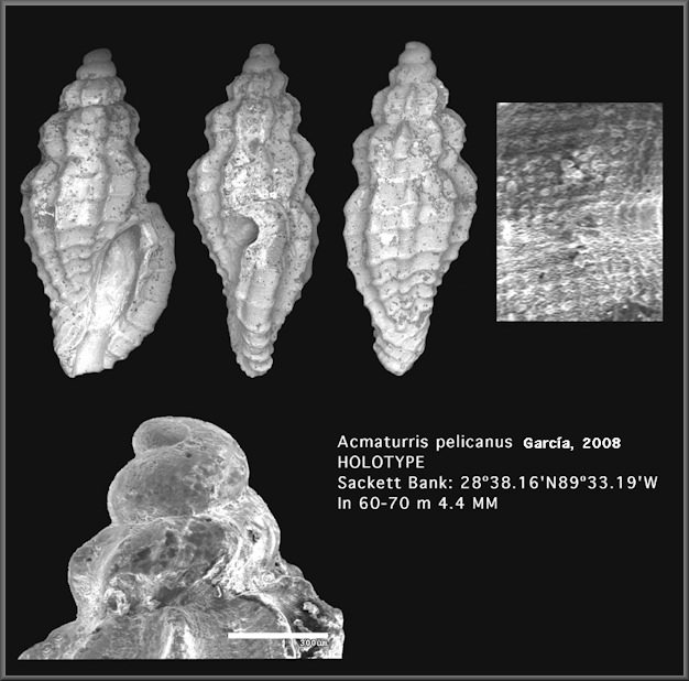 Acmaturris pelicanus Garca, 2008