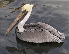 Pelecanus occidentalis Brown Pelican