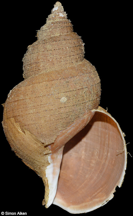 Buccinum pemphigus Dall, 1907