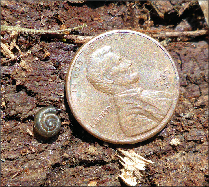 Triodopsis hopetonensis (Shuttleworth, 1852) Juvenile In Situ