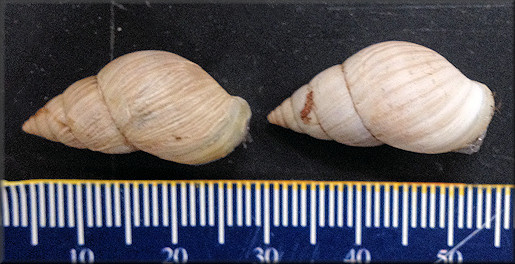 Bulimulus sporadicus (d’Orbigny, 1835) From Ruskin, Hillsborough County, Florida