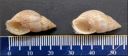 Bulimulus sporadicus (d’Orbigny, 1835) From Ruskin, Hillsborough County, Florida