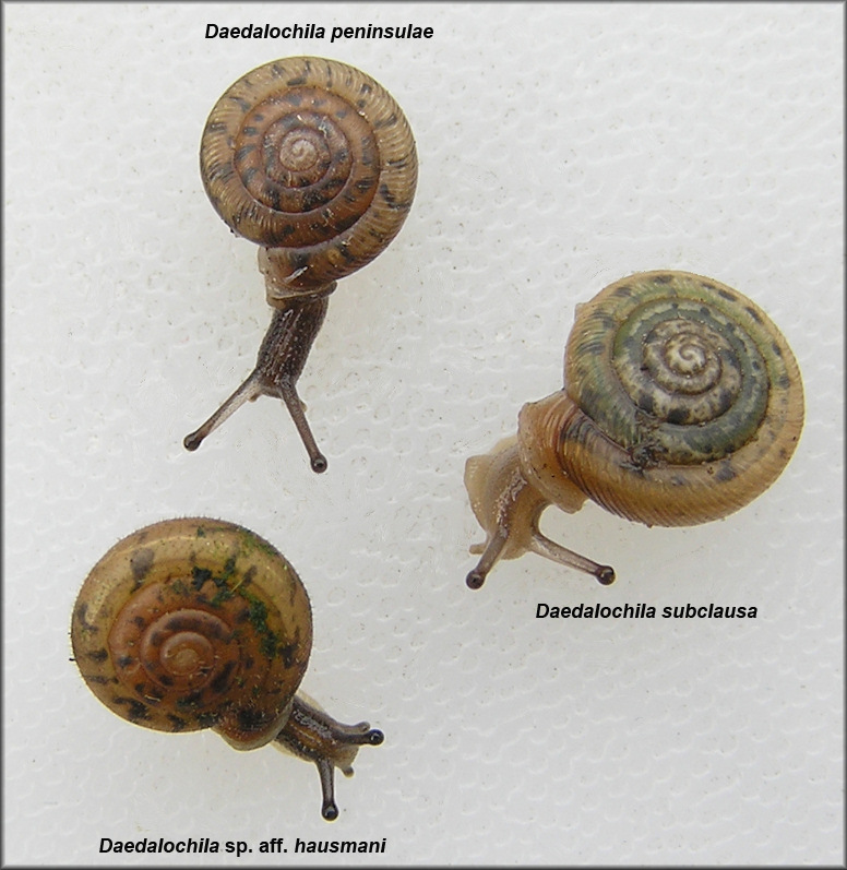 Living Daedalochila peninsulae (Pilsbry, 1940) compared with living specimens of Daedalochila subclausa (Pilsbry, 1899) and Daedalochila sp. aff. hausmani (Jackson, 1948)