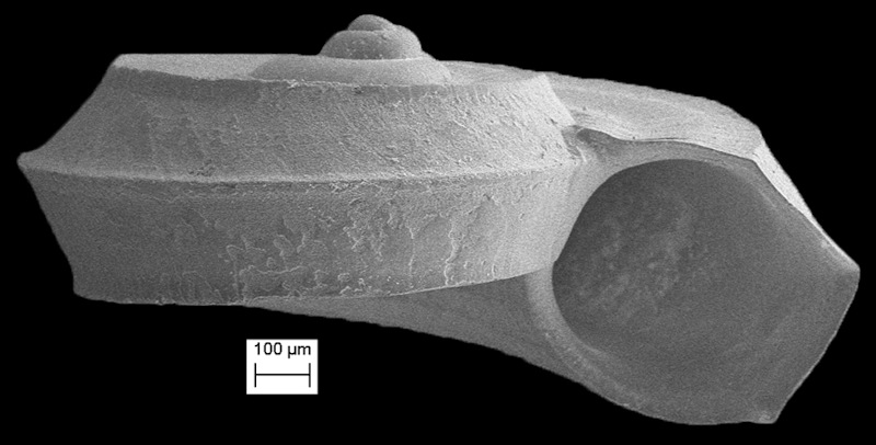 Cyclostremiscus pentagonus (Gabb, 1873) Trilix Vitrinella