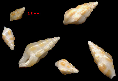 Bellaspira pentagonalis (Dall, 1889) Orange-rib Drillia