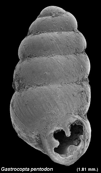 Gastrocopta pentodon (Say, 1821) Comb Snaggletooth