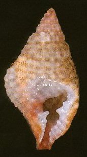 Personopsis purpurata Beu, 1998