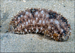 Thyonella pervicax (Théel, 1886)