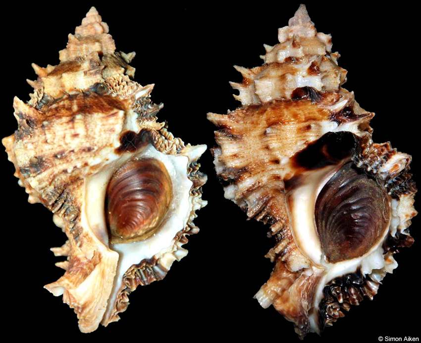 Phyllonotus peratus Keen, 1960