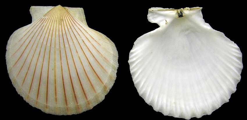 Aequipecten opercularis (Linnaeus, 1758) 