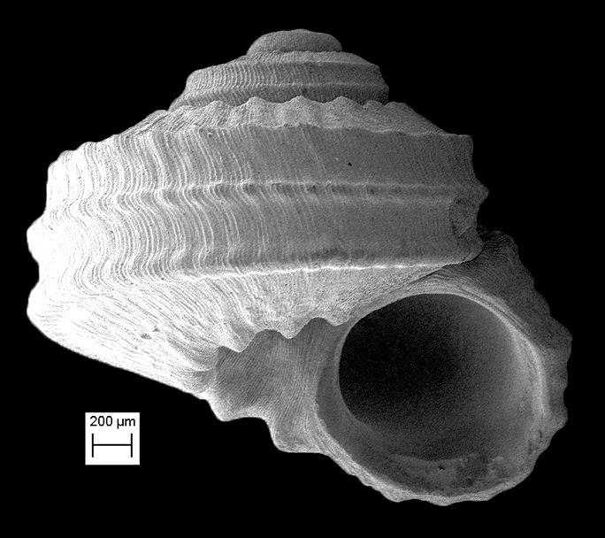 Marevalvata pergemma (Gardner, 1948) Fossil