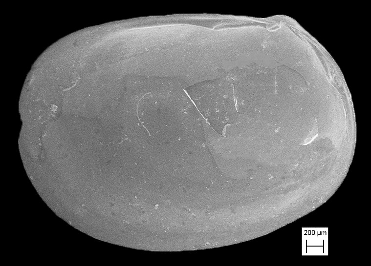 Erycina species cf. E. periscopiana Dall, 1899 Periscope Erycina