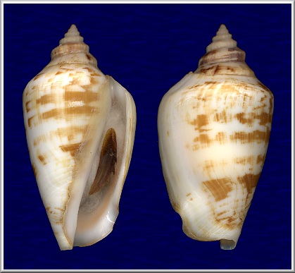 Conomurex persicus (Swainson, 1821)