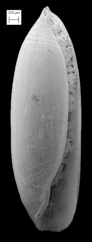 Volvulella persimilis (Mørch, 1875) Southern Spindle-bubble