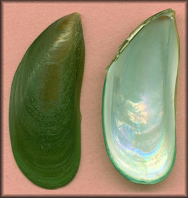 Perna viridis (Linnaeus, 1758) Asian Green Mussel