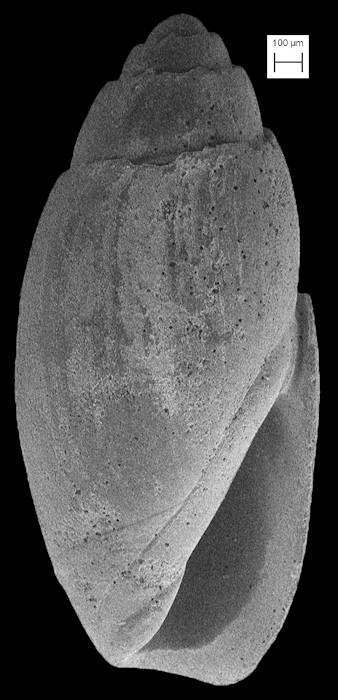 Olivella perplexa Olsson, 1956