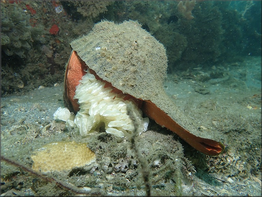 Triplofusus giganteus (Kiener, 1840) Horse Conch Depositing Eggs 