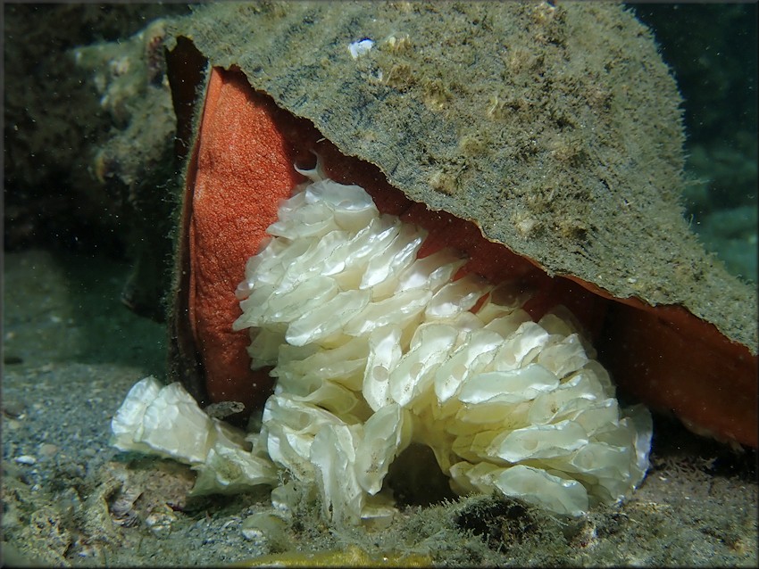 Triplofusus giganteus (Kiener, 1840) Horse Conch Depositing Eggs 