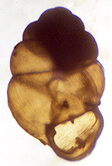 Vertigo perryi Sterki, 1905 (1.8 mm.)