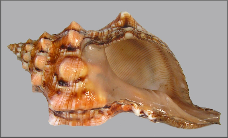 Pleuroploca clava (Jonas, 1846)
