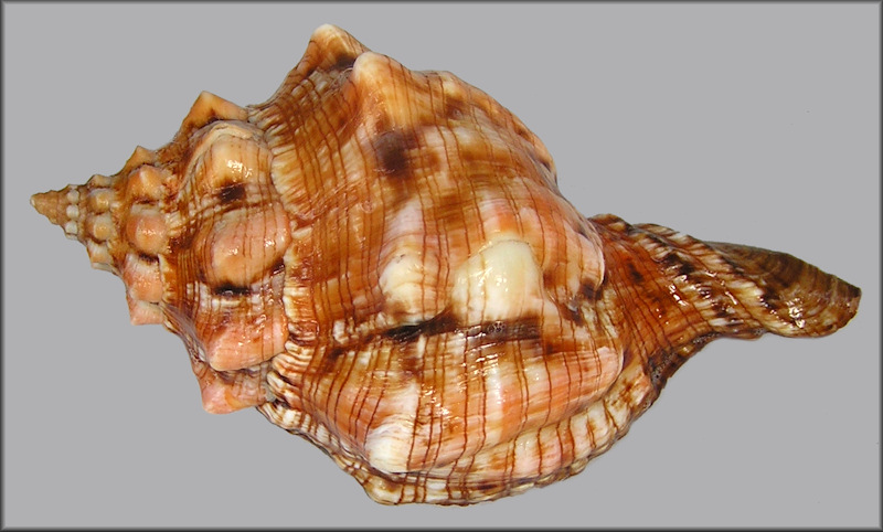Pleuroploca clava (Jonas, 1846)
