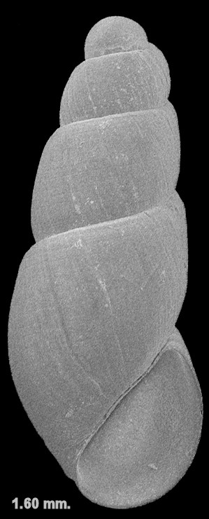 Rissopsetia microcharia (Dall, 1892) Fossil