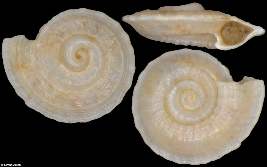 Discotectonica species