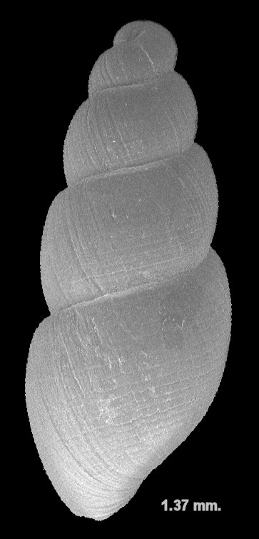 Rissopsetia microcharia (Dall, 1892) Fossil