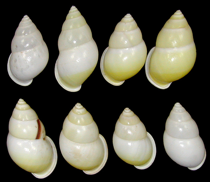 Amphidromus atricallosus atricallosus Gould, 1843