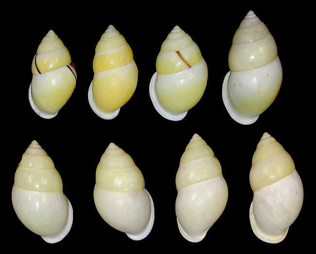 Amphidromus atricallosus leucoxanthus (von Martens, 1854)