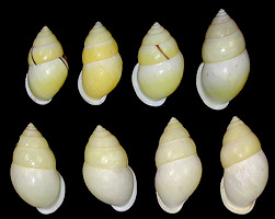 Amphidromus atricallosus leucoxanthus (von Martens, 1854)