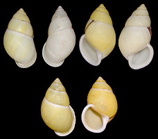 Amphidromus palaceus (Mousson, 1848)