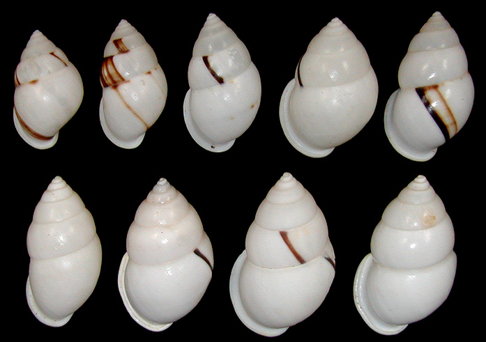 Amphidromus atricallosus leucoxanthus (von Martens, 1854)