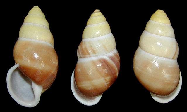 Amphidromus enganoesnis gracilior  Fruhstorfer, 1905