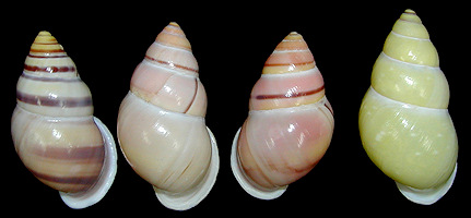 Amphidromus enganoensis Fulton, 1896