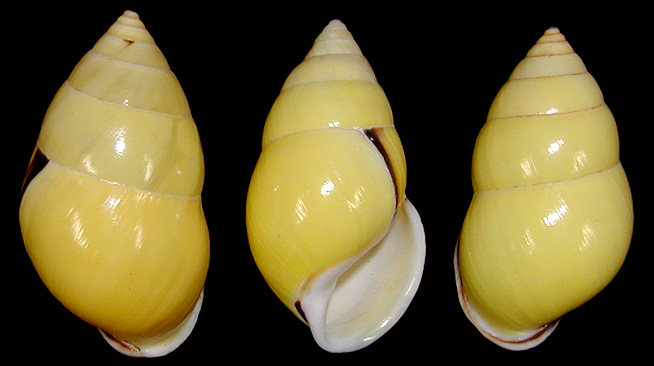 Amphidromus comes (L. Pfeiffer, 1861)