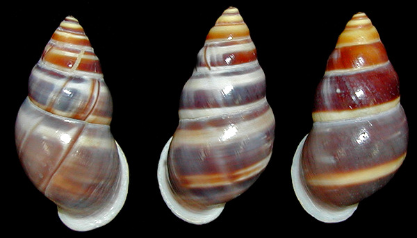 Amphidromus enganoesnis sykesi  Fruhstorfer, 1905