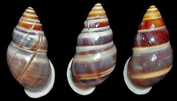 Amphidromus enganoesnis sykesi  Fruhstorfer, 1905