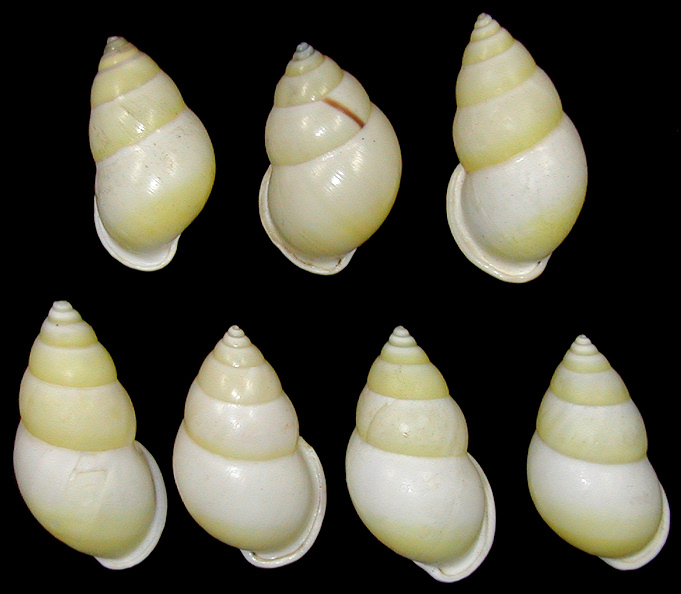 Amphidromus atricallosus perakensis Fulton, 1901