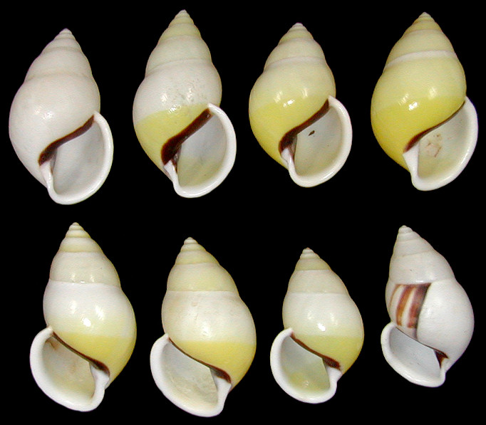 Amphidromus atricallosus atricallosus Gould, 1843