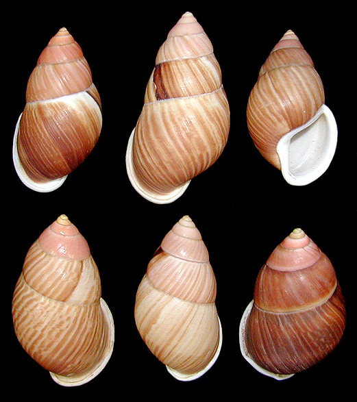 Amphidromus heerianus (L. Pfeiffer, 1871)