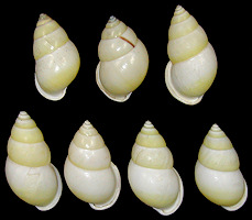 Amphidromus atricallosus perakensis Fulton, 1901