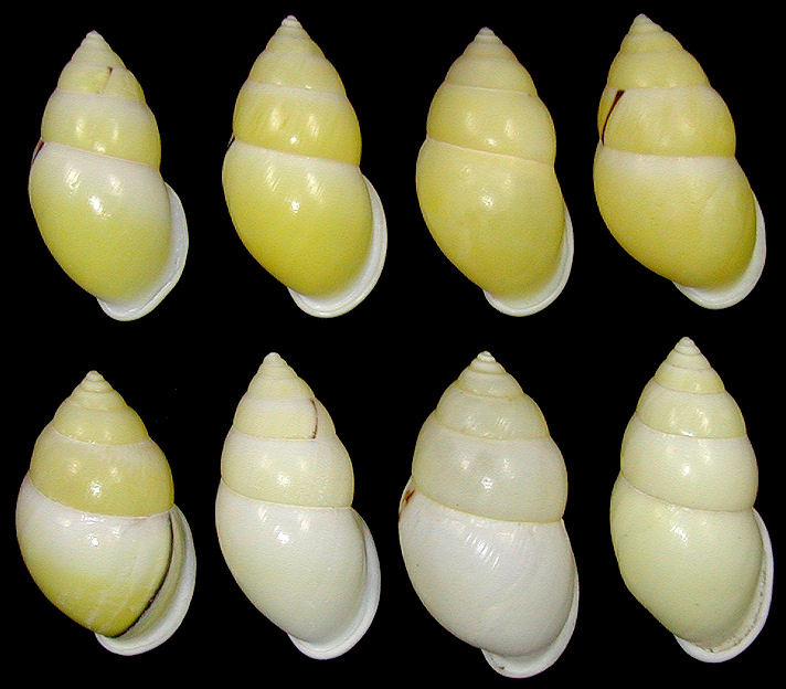 Amphidromus atricallosus leucoxanthus (von Martens, 1854)